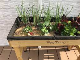 パパ イチゴがこーんなにできてるよ デッキへ出てみると 確かにベジトラグにはイチゴがたくさん実っていて 中には赤く色づいたものも発見 次男はまだ言葉が多くないので ん んんっ と指差しで教えてくれます ベジトラグ 家庭菜園 プランター 庭 植物栽培