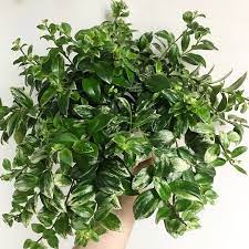 Here S A Plant That I Had Never Seen Before That Really Blew Me Out Of The Water It S A Variegated Lipstick Plant With Some R Lipstick Plant Plants Variegated