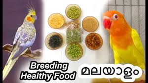 Homemade Baby Cockatiel Food Recipes Organic Food