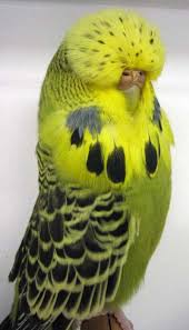 Greygreen Budgerigar
