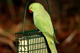 Buy talking parrots and other. Why Are There So Many Parakeets In South Manchester These Are The Wild Theories That Might Just Be True Manchester Evening News