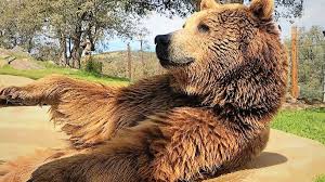 Of all the bakeries near san diego, only nothing bundt cakes has the delicious bundt cakes that are sure to. Albert The Crowd Pleasing Grizzly Bear Who Loved Pb J Sandwiches Has Died At His Alpine Animal Sanctuary The San Diego Union Tribune