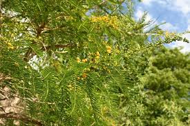 Image result for Acacia davyi
