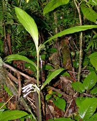 Image result for Corymborkis corymbis