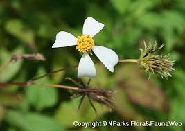 Image result for Bidens pilosa