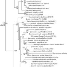 Image result for Oldenlandia angolensis