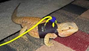 Young bearded dragons may do a slow wave with one of their arms to signal, i'm just a baby! Best Bearded Dragon Harness Leash Or Lead And Collar Pet Care Advisors