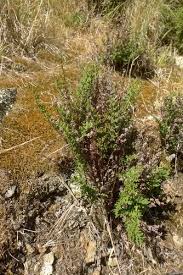 Image result for Cheilanthes hirta