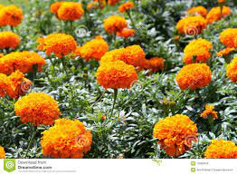 7 fiori arancioni per il matrimonio. Fiori Arancioni Nomi
