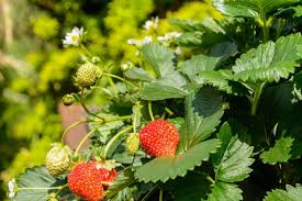 9 Plantes Amies Du Fraisier En 2020 Fraisier Grimpant Fraisier Fraisier Plante