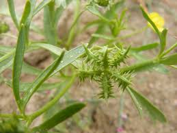 Image result for Ranunculus rionii