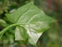 Image result for Delairea odorata
