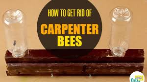 How To Get Rid Of Carpenter Bees Naturally Fab How