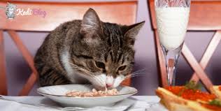 Istahsiz Kedilerin Bile Hayir Diyemeyecegi En Lezzetli 5 Kedi Mamasi Kedi Blog