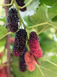 Image result for Morus