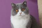 British Shorthair Kittens for Sale - Felines4us
