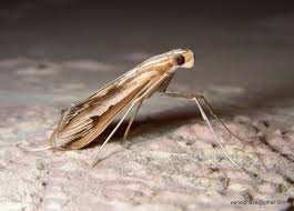 Image result for Euclasta