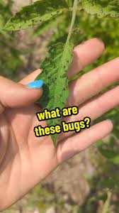 Image result for BLACKFLY ON TOMATO PLANTS