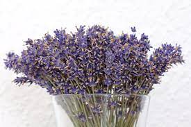 Put the lavender dried flowers in a vase without water as home decoration. 364 Vase Dried Lavender Flowers Photos Free Royalty Free Stock Photos From Dreamstime