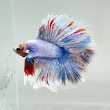 A Pretty Double Tail Halfmoon Betta Fish In 2020 Betta Fish Types Betta Fish Betta