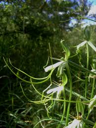 Image result for Bonatea steudneri