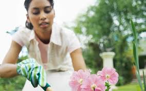 When gardening, i have found many alternatives to toxic pesticides that are healthier and safer than chemicals. 5 All Natural Garden Pest Control Methods Ebony