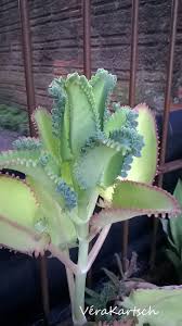 Kalanchoe Mexican Hat Cactus Plants Succulents Cactus