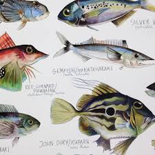 Fish Species Of New Zealand Poster By Giselle Clarkson Fish Drawings Fish Fish Art