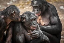 Zoo planckendael is een stoer en avontuurlijk dierenpark van 42 hectare met. Bonobo Zoo Science