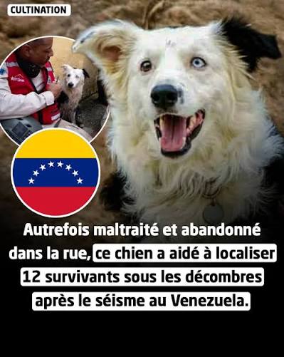Tsunami, un border collie, errait autrefois dans les rues du quartier de La  Floresta, à Caracas, souffrant de faim et d'abandon, avant d'être recueilli  par la sauveteuse Anita Vidal. Avec l'aide du