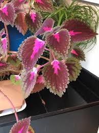 Image result for Coleus psammophilus