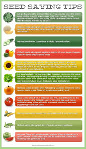 Seed Saving Tips And Ideas Vegetable Garden Garden Seeds