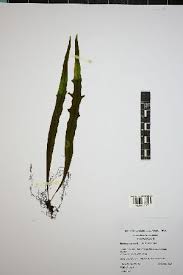 Image result for Lepisorus excavatus