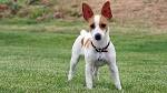 Rat Terrier Puppies For Sale - AKC PuppyFinder
