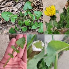 Image result for Sonchus oleraceus