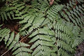 Image result for Hypolepis