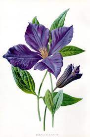 1 clematis vitalba l.jpg 607 × 875; Clematis Purple Antique Botanical Print 1887 Flower Lithograph Botanical Prints Botanical Illustration Vintage Botanical Illustration