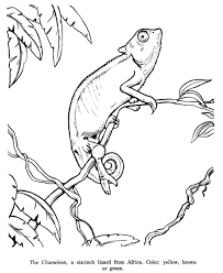 Animal Drawings Coloring Pages Chameleon Animal Identification Drawing And Coloring Pages Animal Drawings Animal Line Drawings Animal Coloring Pages