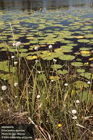 Image result for Eriocaulon