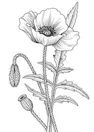 Poppy Line Drawing More Pins Like This One At Fosterginger Pinterest Poppy Drawing Poppy Flower Drawing Flower Line Drawings
