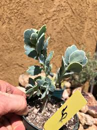 Image result for Kalanchoe fedtschenkoi