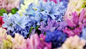 Il fiore è profumatissimo e colorato. Significati E Simbologie Dei Fiori Di Primavera Casa Funeraria Inveruno