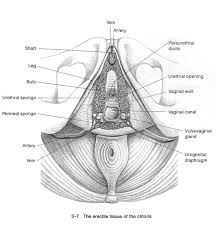 Bosch r., groen j., sacral (s3) segmental nerve stimulation as a treatment for urge incontinence in patients with detrusor instability: A Woman S Erection Needs 20 30 Minutes Of Adequate Clitoral Stimulation Betty Dodson Carlin Ross