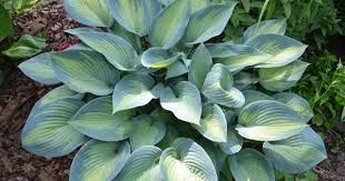 Hosta Paradise Joyce Hard To Distinguish From Hosta June Though June May Have A Tad More Yellow Hosta Pflanzen Pflanzen Hosta Garten
