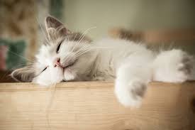 Why Do Cats Sleep So Much 5 Facts About Sleeping Cats Catster