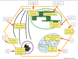 figure 1 from deciphering the evolution of herbicide