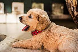 Why Is My Dog Panting And Restless When Not Hot