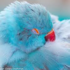 Clean the food and water bowl daily, perches and toysweekly, and the floor monthly. Blue Indian Ringneck Parakeet Blue Parrot Fine Art Print Etsy