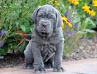 Baby Blue Kennels Producing Neapolitan Mastiff Puppies ...