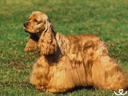 Image result for americký kokršpaněl